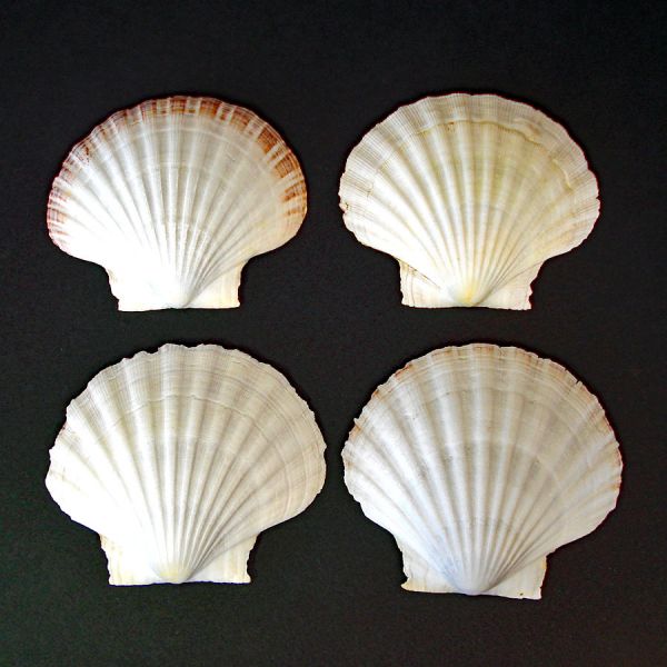 Box 10 Mid Century French Baking Scallop Shells #3